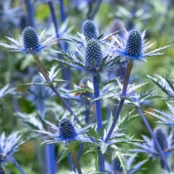 Blaue Edeldistel Big Blue - Stahlblau, robust, pflegeleicht