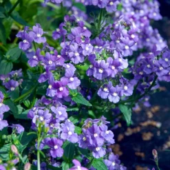 Blaue Elfenspiegel - Blaue Blüten den ganzen Sommer