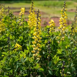Blaue Färberhülse Decadence Lemon Meringue - Gelbe Blüten ohne Aufwand