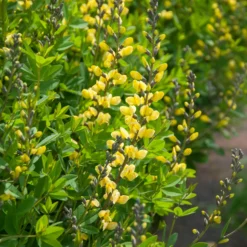 Blaue Färberhülse Decadence Lemon Meringue - Gelbe Blüten ohne Aufwand