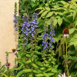 Blaue Kardinals-Lobelie - Blaue Blüten am Wasserrand