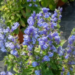 Blaue Kardinals-Lobelie - Blaue Blüten am Wasserrand