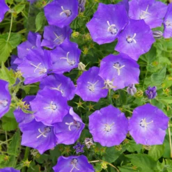Blaue Karpaten-Glockenblume - Blaues Blütenmeer im Beet