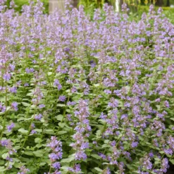 Blaue Katzenminze 'Dropmore' - Blaue Blütenwolke im Nu