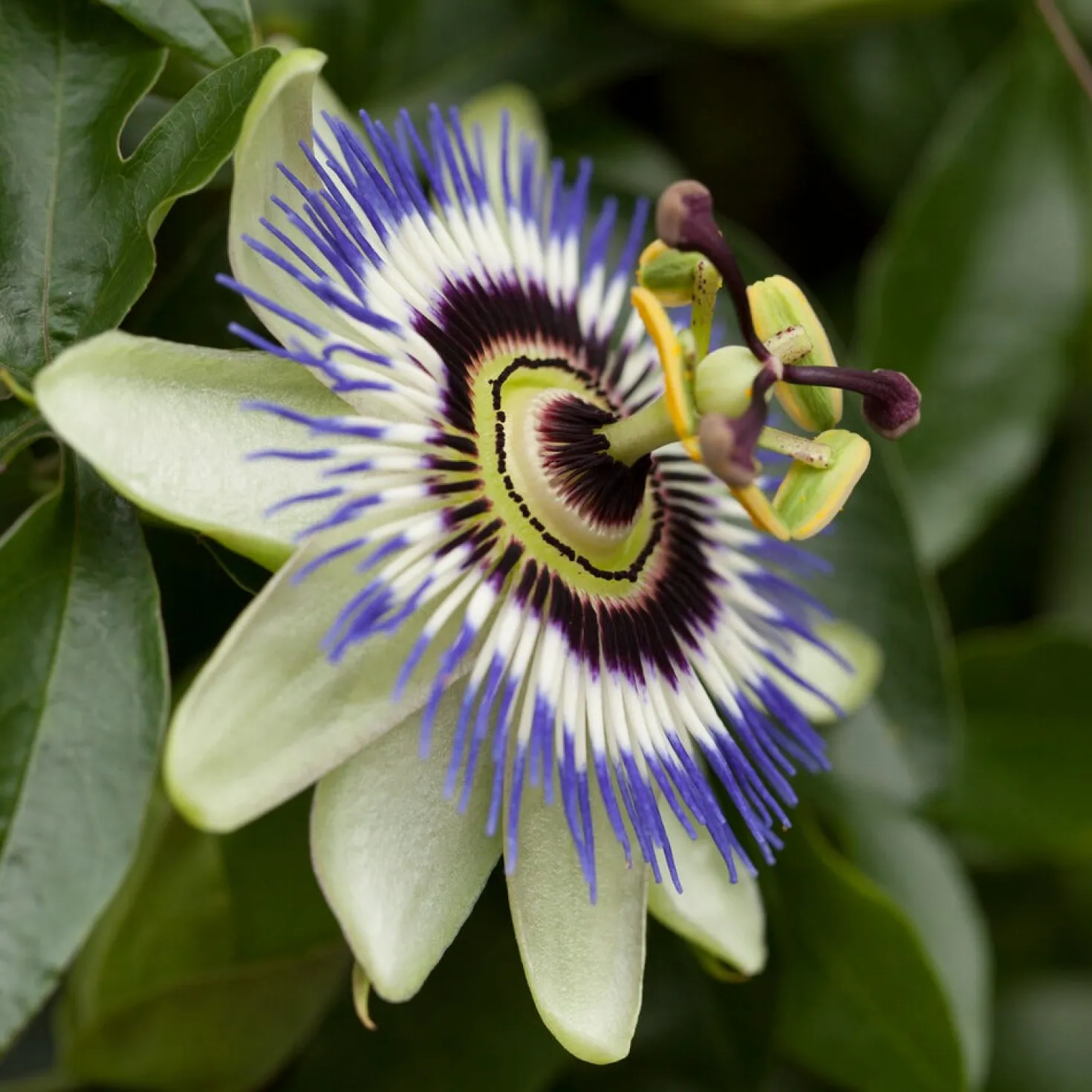 Blaue Passionsblume (Samen) - Exotik im eigenen Garten