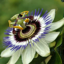 Blaue Passionsblume (Samen) - Exotik im eigenen Garten