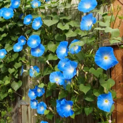 Blaue Prunkwinde Heavenly Blue - Blaues Blütenmeer im Sommer