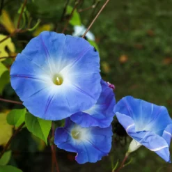 Blaue Prunkwinde Heavenly Blue - Blaues Blütenmeer im Sommer