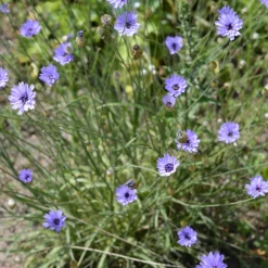 Blaue Rasselblume - Blaue Blüten den ganzen Sommer