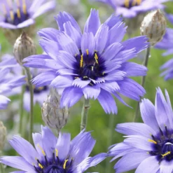 Blaue Rasselblume - Blaue Blüten den ganzen Sommer
