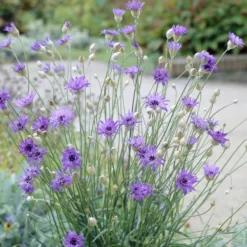 Blaue Rasselblume - Blaue Blüten den ganzen Sommer