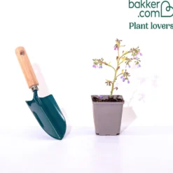 Blauer Beinwell - Blaue Blüten ohne Mühe