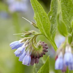 Blauer Beinwell - Blaue Blüten ohne Mühe