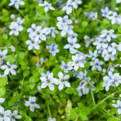 Blauer Bubikopf (x3) - Blauer Blütenteppich im Nu