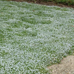 Blauer Bubikopf (x3) - Blauer Blütenteppich im Nu