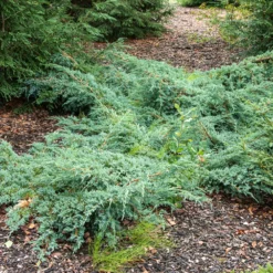 Blauer Kriech-Wacholder Blue Carpet - Silberblaues Teppichgrün