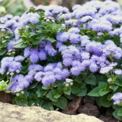 Blauer Leberbalsam (Ageratum) - Blaue Blüten den ganzen Sommer