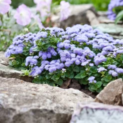 Blauer Leberbalsam (Ageratum) - Blaue Blüten den ganzen Sommer