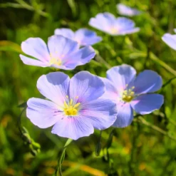 Blauer Stauden-Lein - Blaues Blütenmeer im Garten