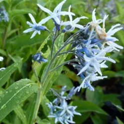 Blauer Stern - Blaue Sterne im Beet