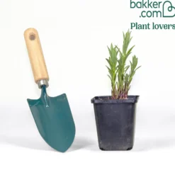 Blauer Stern - Blaue Sterne im Beet