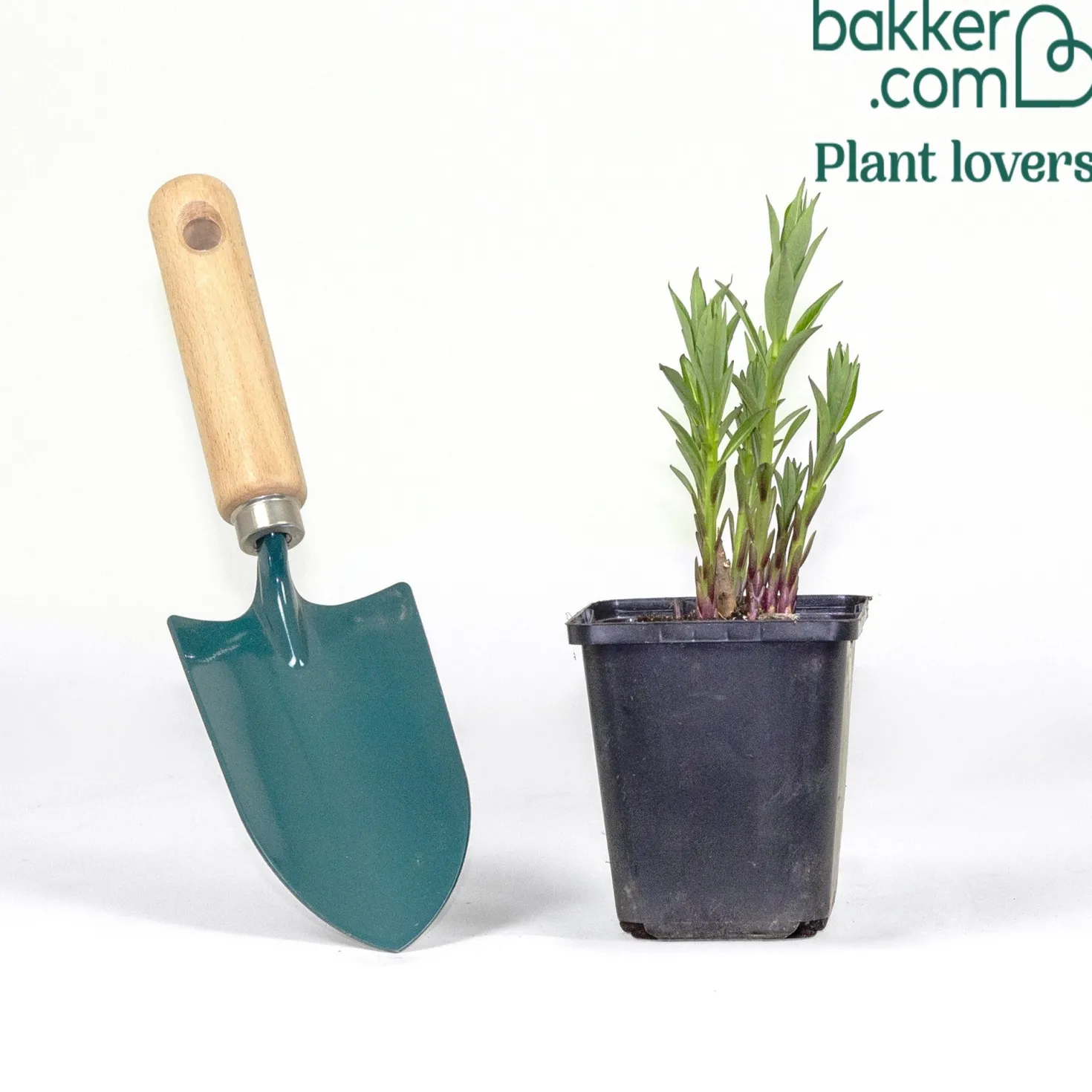 Blauer Stern - Blaue Sterne im Beet