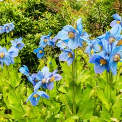 Blauer Tibet-Scheinmohn (x2) - Das seltene Himmelblau