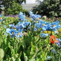 Blauer Tibet-Scheinmohn (x2) - Das seltene Himmelblau