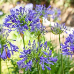 Blaue Schmucklilie (x3) - Blaue Blütenkugeln im Sommer