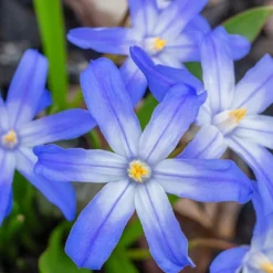 Blaue Schneeglöckchen (x10) - Blaue Blütenteppiche im März