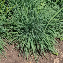 Blaues Schillergras - Blaues Polster im Beet