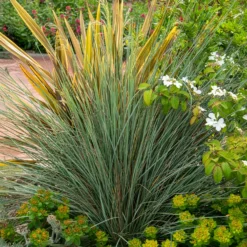 Blaues Schillergras - Blaues Polster im Beet