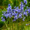 Blaues Spanisches Hasenglöckchen - Blauer Frühlingszauber