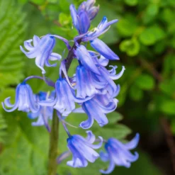Blaues Spanisches Hasenglöckchen - Blauer Frühlingszauber