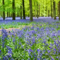 Blaues Spanisches Hasenglöckchen - Blauer Frühlingszauber