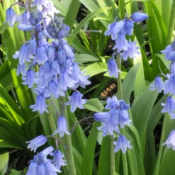 Blaues Spanisches Hasenglöckchen - Blauer Frühlingszauber
