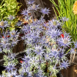 Blaue Stranddistel 'Lapis Blue' - Metallblau, das auffällt