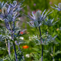 Blaue Stranddistel 'Lapis Blue' - Metallblau, das auffällt