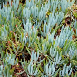 Blaue Strohhalme - Blaues Beet ohne Aufwand