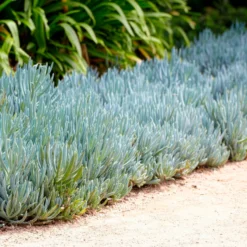 Blaue Strohhalme - Blaues Beet ohne Aufwand