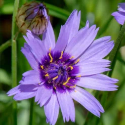 Blaue und weiße Stauden - Blau-weiß in Bestform