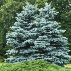 Blaufichte - Blau, edel, pflegeleicht