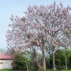 Blauglockenbaum - Schatten in Rekordzeit