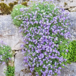 Blaukissen 'Cascade Blue' - Blauer Blütenteppich im Nu