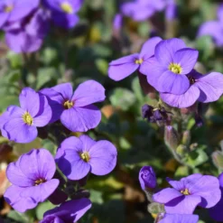 Blaukissen ‘Cascade Purple’ - Ein lila Blütenteppich