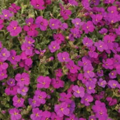 Blaukissen ‘Regado Red’ - Roter Blütenteppich im Nu