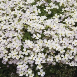 Blaukissen 'Regado White' - Weißer Blütenteppich