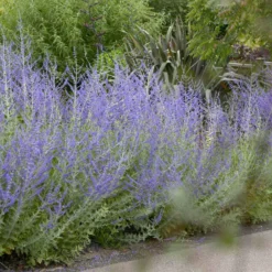 Blauraute 'Blue Spire' - Blaue Wolke den ganzen Sommer