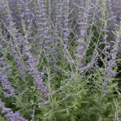 Blauraute 'Blue Spire' - Blaue Wolke den ganzen Sommer