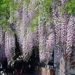 Blauregen 'Naga Noda' - Blütenkaskade in Violett